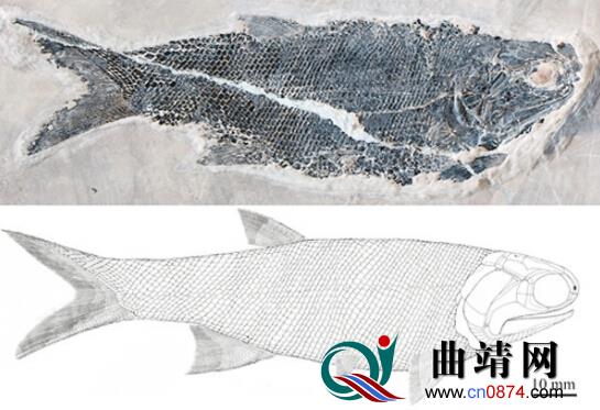 曲靖罗平发现亚洲首个翼鳕化石