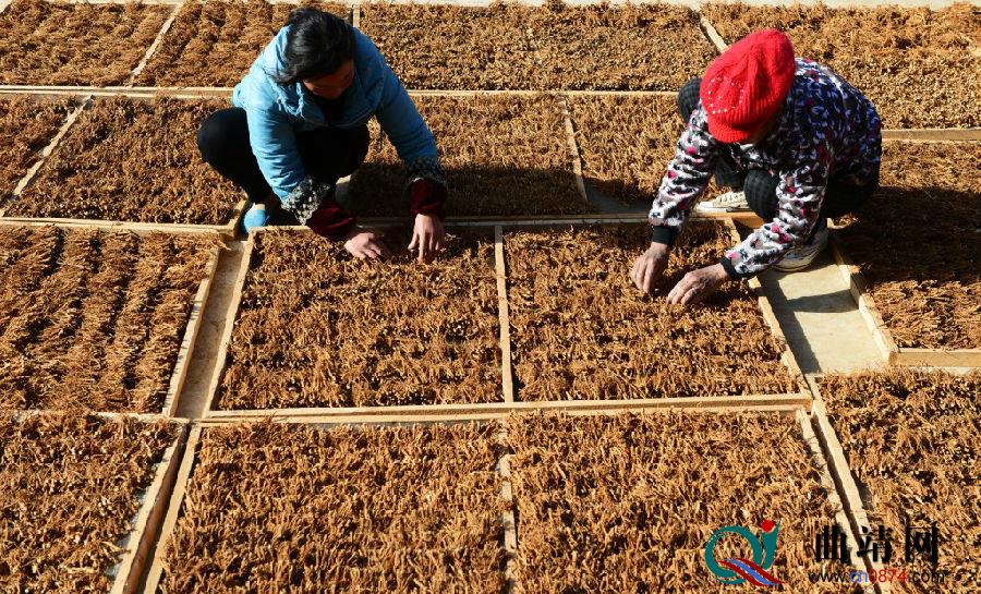 罗平县种植中药材20万亩打造“云药之乡”