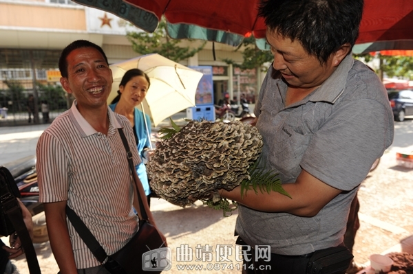 曲靖文化路野生菌市场一朵干巴菌重1.9公斤
