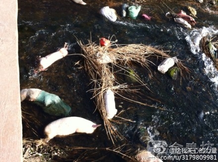 网曝沾益一河流“漂死猪” 官方回应称已打捞处理